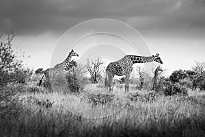 Giraffe, giraffes family in the savanna, safari in Africa, Kenya, Tanzania Uganda, elephant fighting