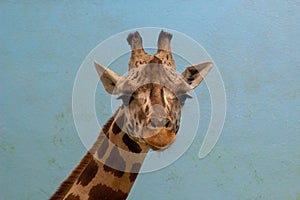 Giraffe girl with big eyes and long eyelashes