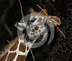 Giraffe gnaws twigs 5