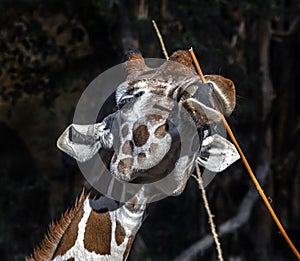 Giraffe gnaws twigs 6