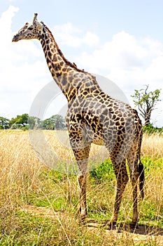 Giraffe goes near the road in savanna