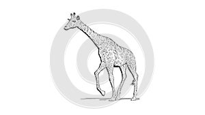 Giraffe goes with shadow on the floor - Pencil drawing on white background