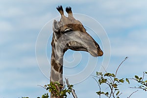 Giraffe going for leafs on tree