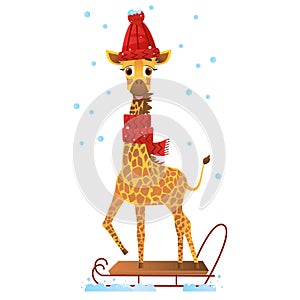 Giraffe going for a sliegh ride. Winter activities. Vector illustration on white isolated background.