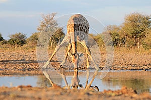 Giraffe Gold - Blue Skies and African Sun