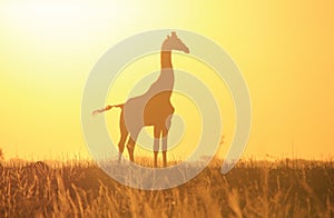 Giraffe Golden Sunset Silhouette - Wildlife Background and Beauty from the wilds of Africa.
