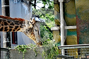 Giraffe gorging on leaves - Beijing