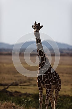 Giraffe on grass fields in Lewa Conservancy, Kenya, vertical shot