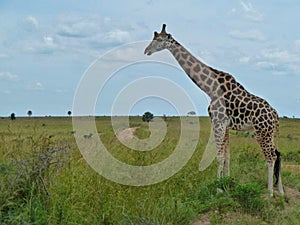 a giraffe in the grassland in africa