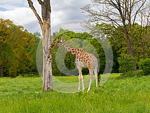 Giraffe graze on a lawn among a clearing of trees