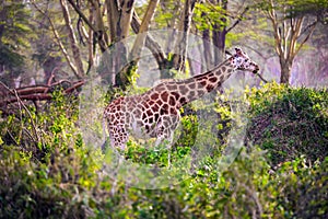 The giraffe grazes desert acacia