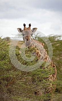Giraffe grazing on acacia looking at viewer