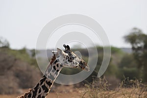 Giraffe grazing the savannah