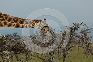 Giraffe grazing among the trees