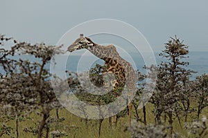 Giraffe grazing among the trees
