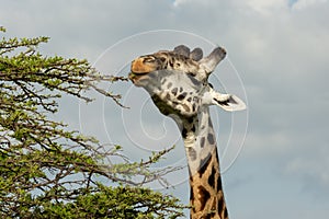 Giraffe grazing among the trees