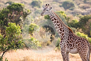 Giraffe Grazing vegetation in the Maasai Mara National Reserve Park At Narok County In Kenya