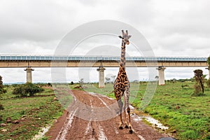 A giraffe grazing in the wild against the background of Nairobi Mombasa Standard Gauge Railway in Nairobi National Park, Kenya