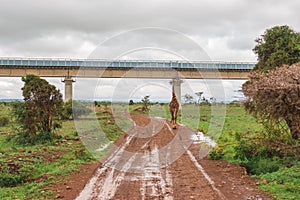 A giraffe grazing in the wild against the background of Nairobi Mombasa Standard Gauge Railway in Nairobi National Park, Kenya