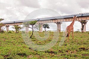 A giraffe grazing in the wild against the background of Nairobi Mombasa Standard Gauge Railway in Nairobi National Park, Kenya