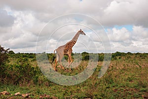 A giraffe grazing in the wild at Nairobi National Park, Kenya