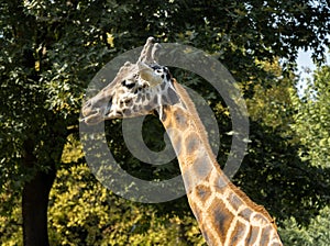 A giraffe in the green forest