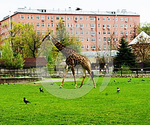 Giraffe on a green meadow