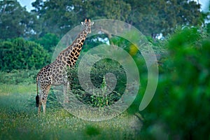 Giraffe, green vegetation with animal. Wildlife scene from nature, Okavango, Botswana, Africa.