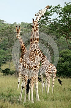 Giraffe Greeting