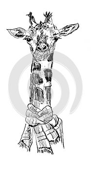 Giraffe hand drawn illustration,art design