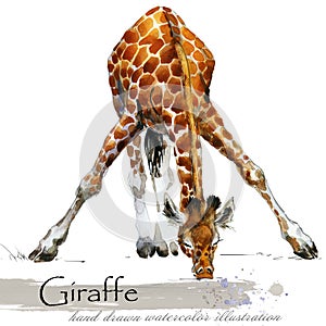 Giraffe hand drawn watercolor illustration