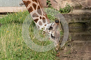 Giraffe having a drink of water.