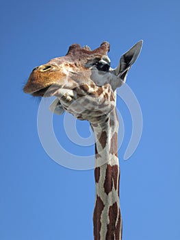A giraffe having a good look around