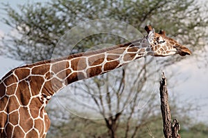 Giraffe having a scratch