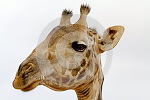 Giraffe Head