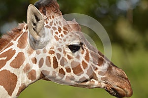 Giraffe head