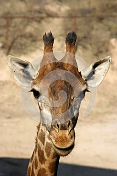 Giraffe head