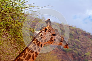 Giraffe head in Africa Tsavo National Park