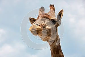 Giraffe head against a blue cloudy sky