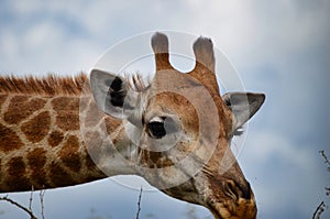 giraffe head in a awarnes position, safari in south africa. beautiful animal face, animal portrait