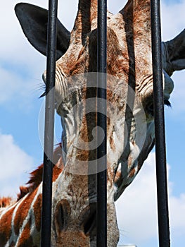 Giraffe head behind bars