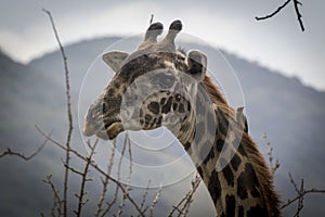 Giraffe head with a bird on his neck