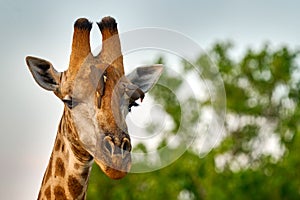 Giraffe head with bird. Yellow-billed Oxpeckers, Buphagus africanus, birds on the giraffes neck, Hwange National Park, Zimbabwe