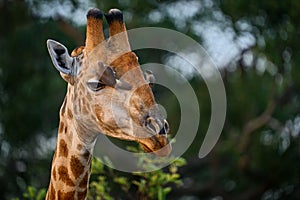 Giraffe head with bird. Yellow-billed Oxpeckers, Buphagus africanus, birds on the giraffes neck, Hwange National Park, Zimbabwe photo