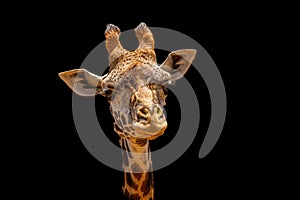 Giraffe Head on Black Background