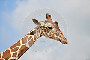 A giraffe head in a blue sky photo