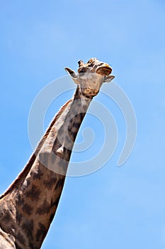 Giraffe head on blue sky background.