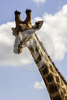 Giraffe, head only, blue sky, up close, clouds