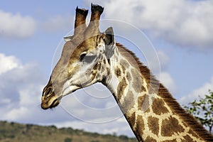 Giraffe, head only, blue sky, up close, clouds