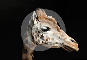 Giraffe Head close up against black background